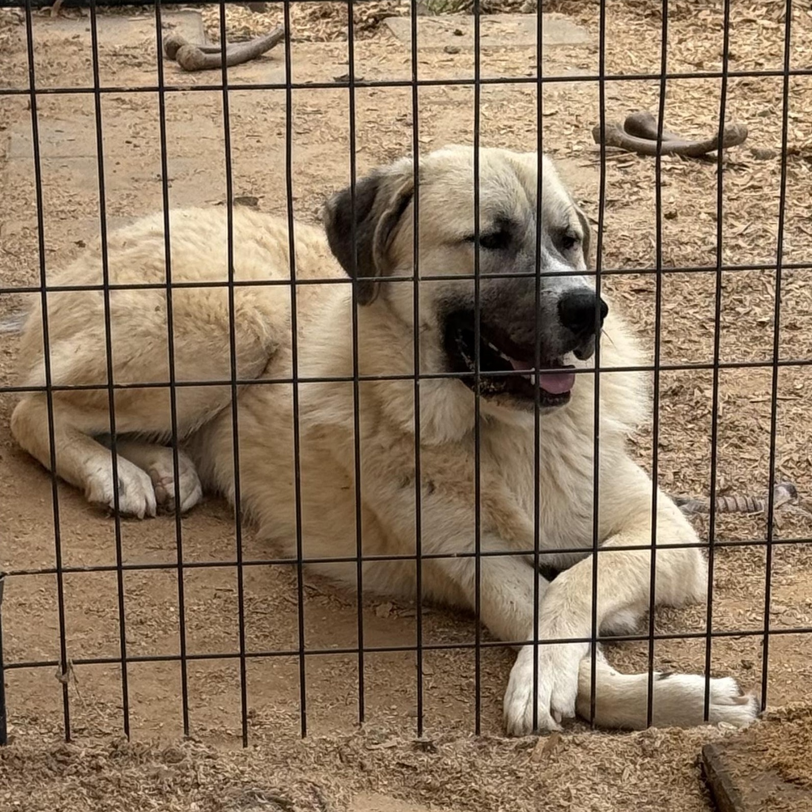 Enlarge CRUZ- HOUSTON, TX, a Adoptable mixed breed in Alvin, TX image 5/5