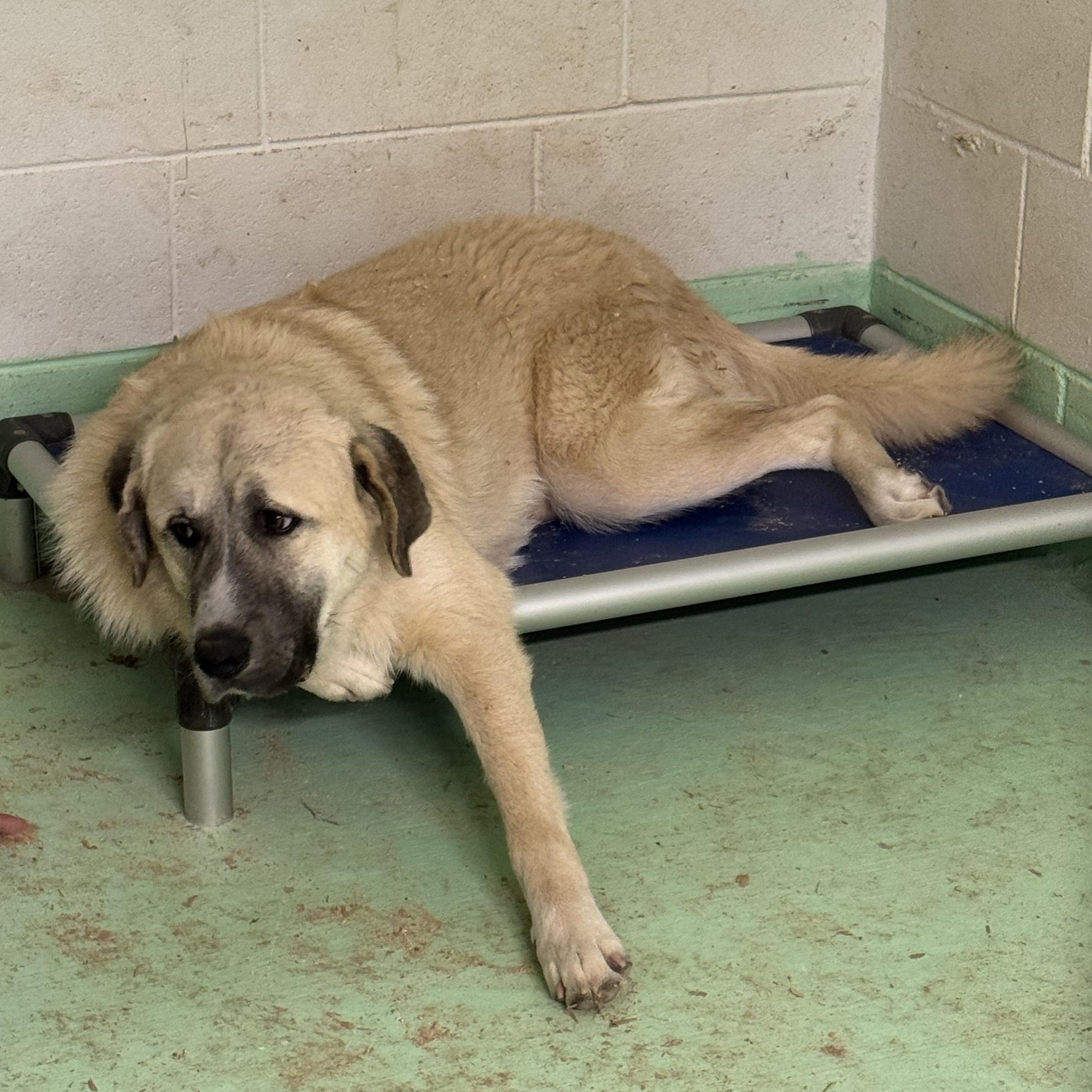 Enlarge CRUZ- HOUSTON, TX, a Adoptable mixed breed in Alvin, TX image 4/5