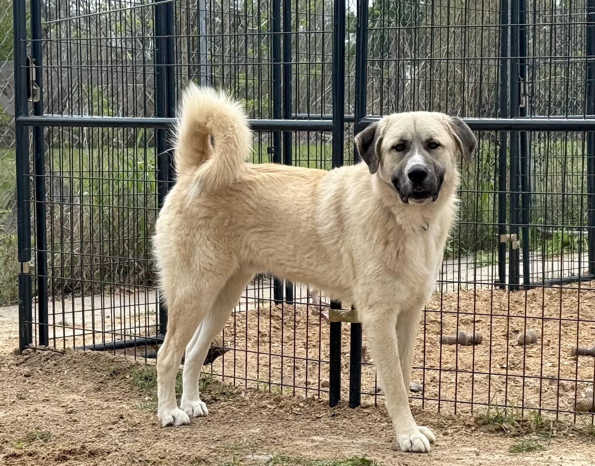 Enlarge CRUZ- HOUSTON, TX, a Adoptable mixed breed in Alvin, TX image 3/5