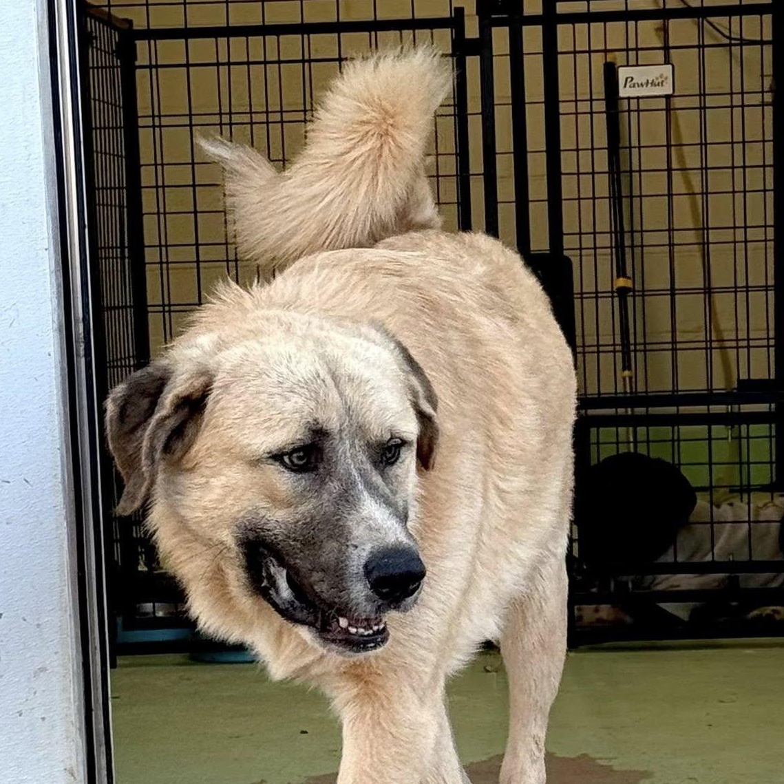 Enlarge CRUZ- HOUSTON, TX, a Adoptable mixed breed in Alvin, TX image 1/5