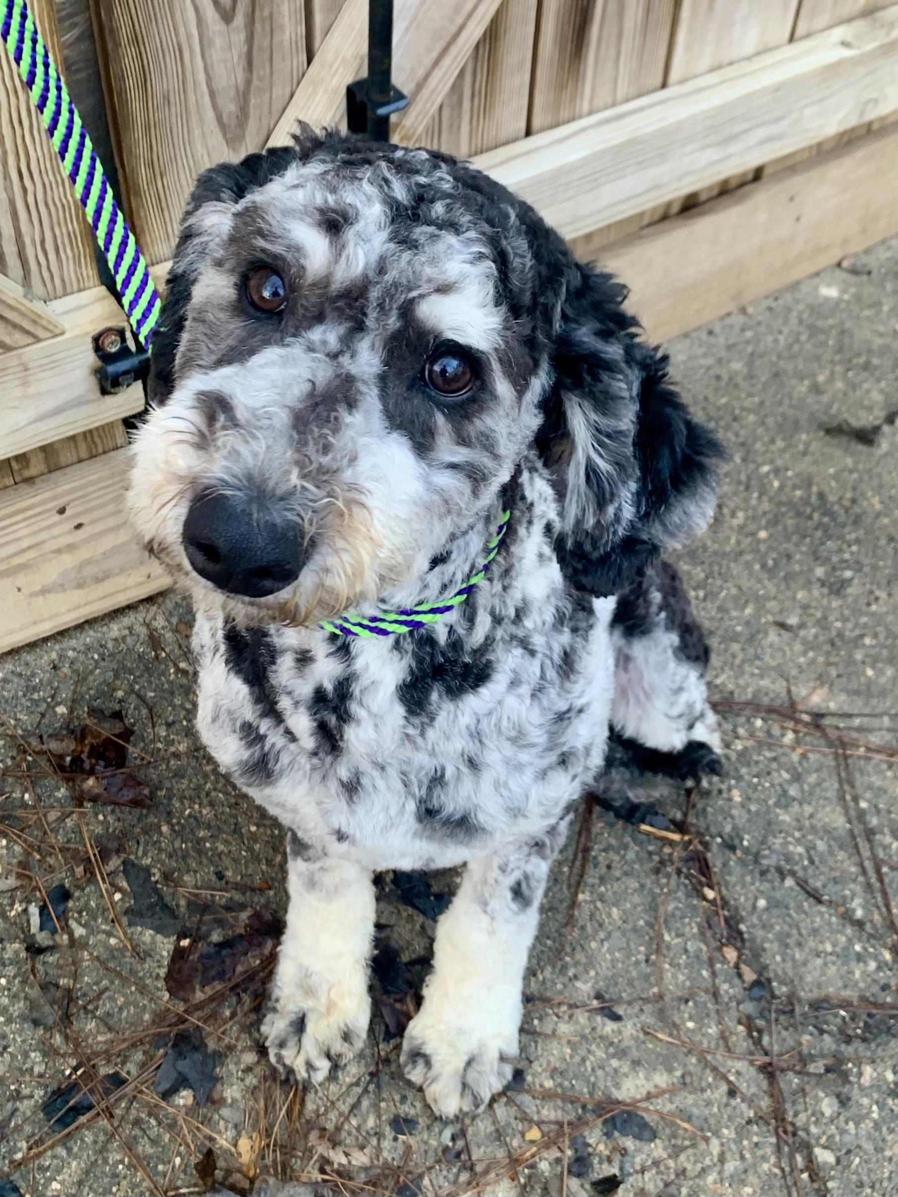 Rocko , adopted, Puppy Male Goldendoodle.