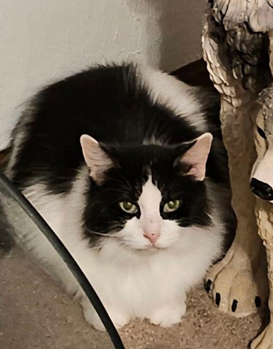 WV - Annie (MCR), ADOPTABLE, Senior Female Domestic Long Hair & Maine Coon.