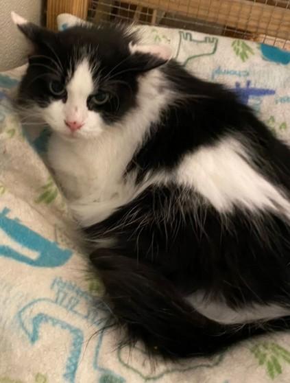 Enlarge WV - Annie (MCR), a ADOPTABLE mixed breed in Mount Lookout , WV image 2/2