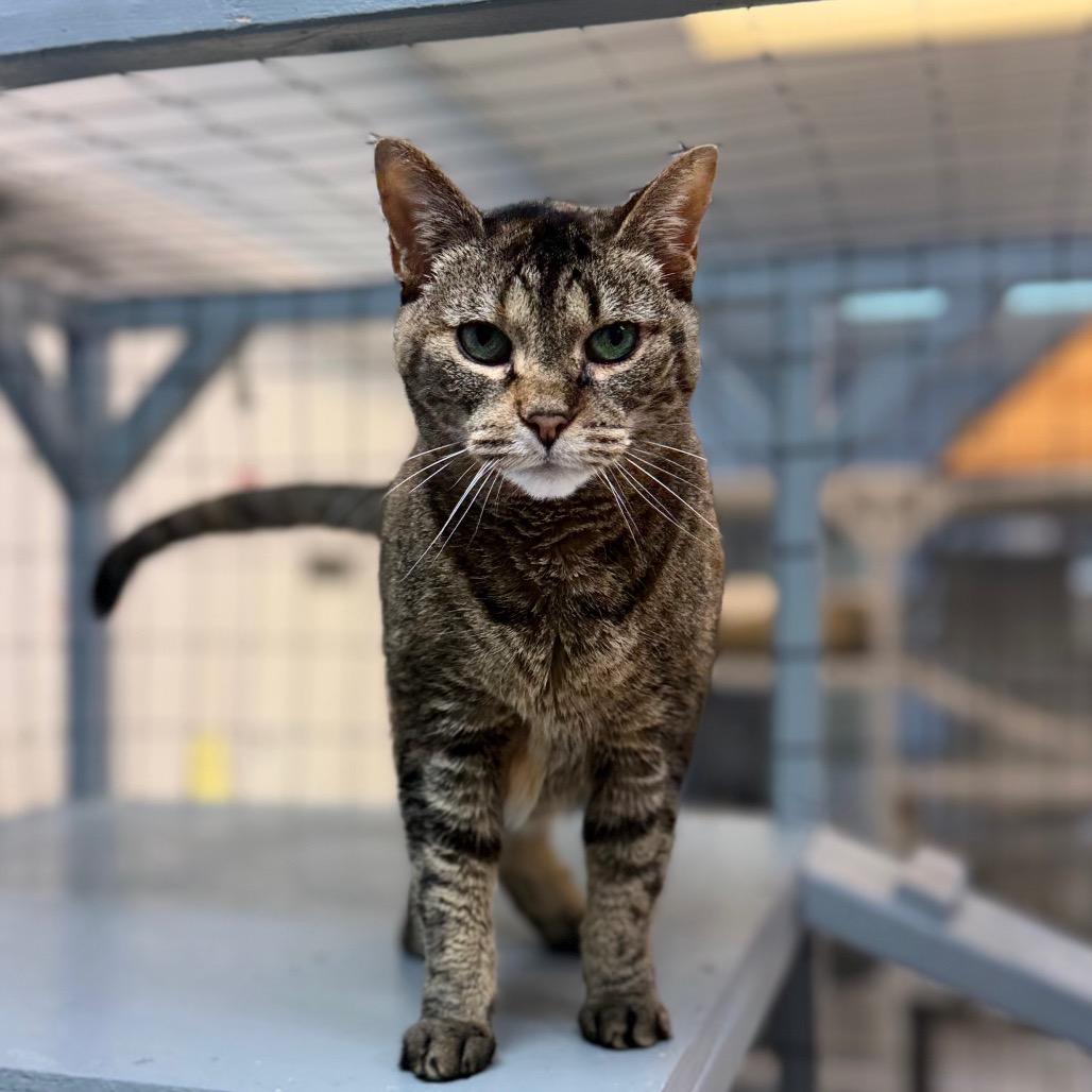 Enlarge Navi, a Adoptable Domestic Short Hair in Portage, MI image 1/2
