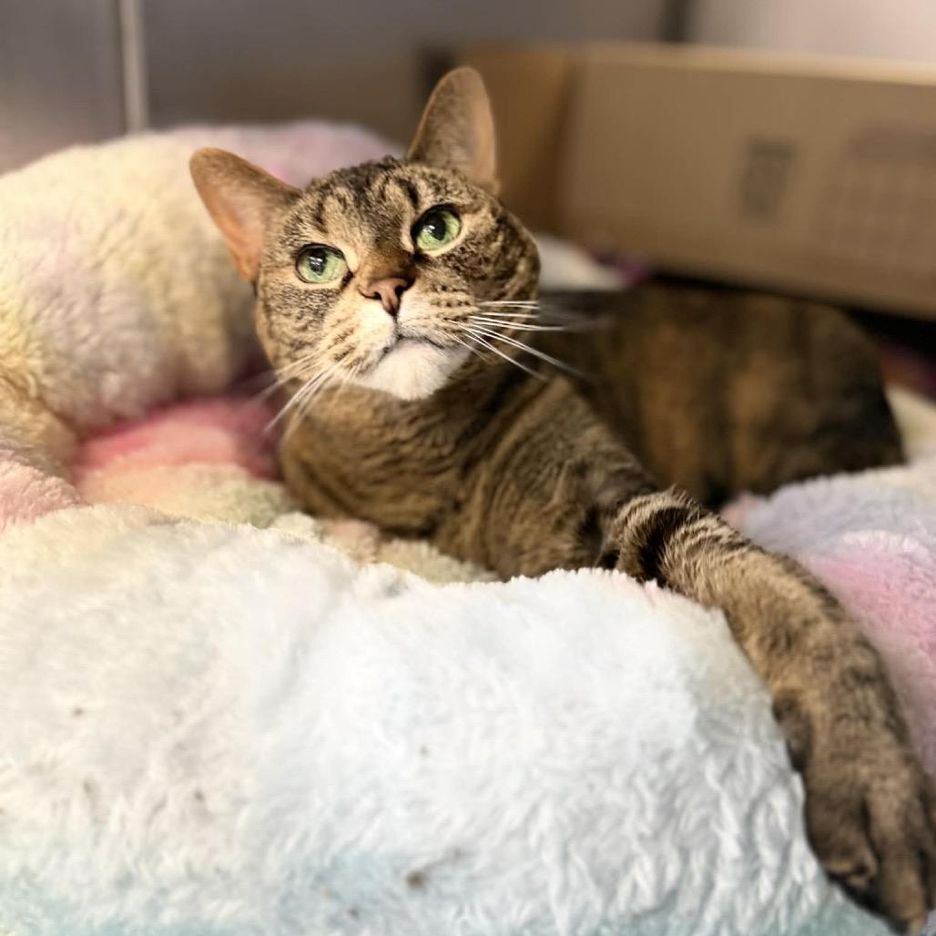 Enlarge Navi, a Adoptable Domestic Short Hair in Portage, MI image 2/2
