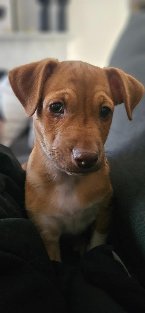 Zonin, Adoptable, Puppy Male Dachshund & Chihuahua.