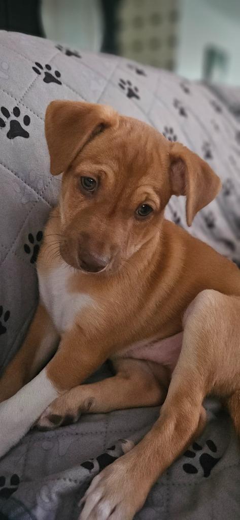 Enlarge Zonin, a Adoptable mixed breed in Phoenix, AZ image 2/3