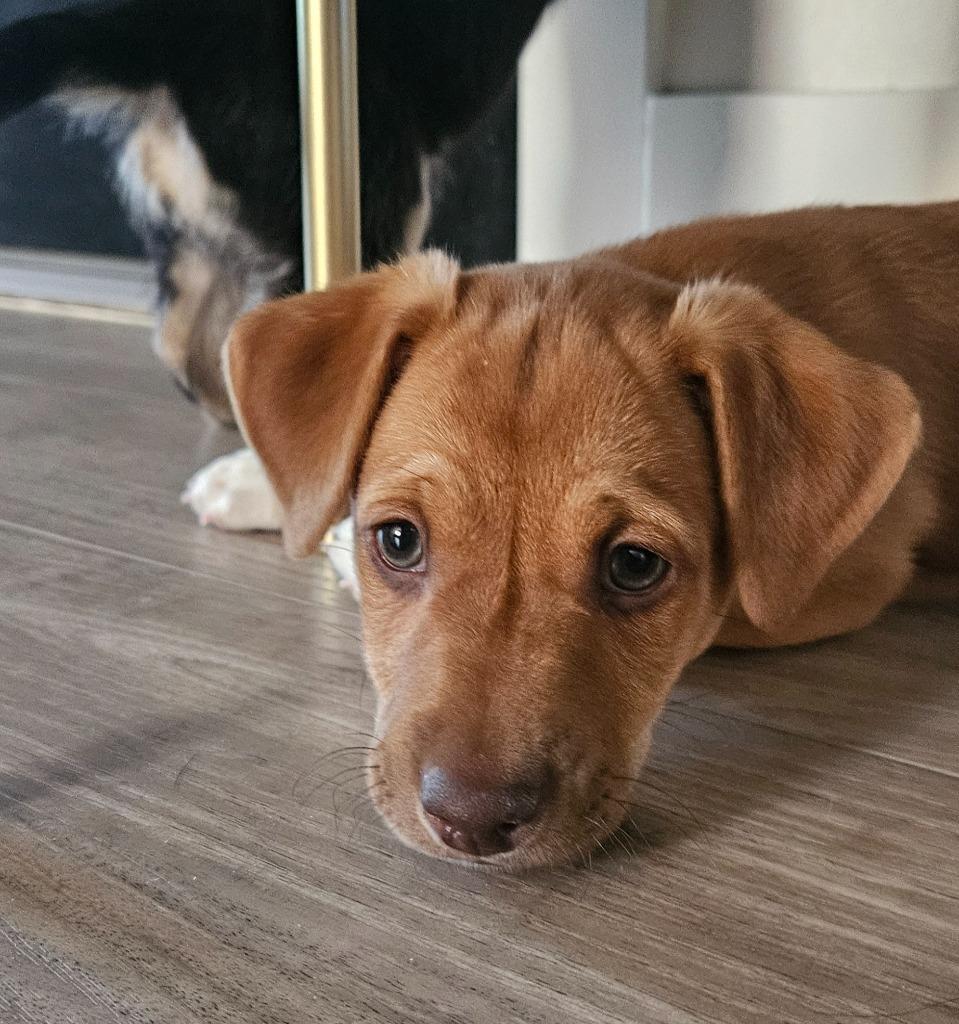 Enlarge Zonin, a Adoptable mixed breed in Phoenix, AZ image 3/3