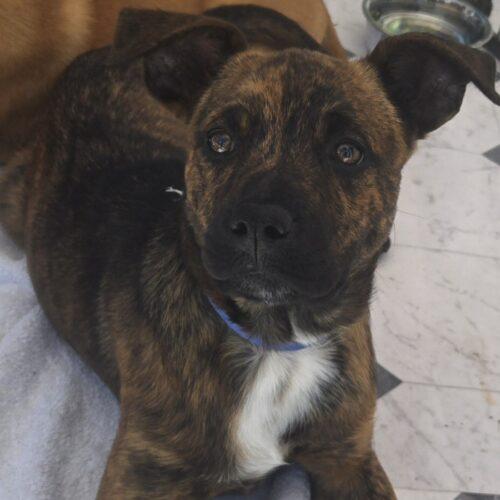 Enlarge CAKE, an adopted mixed breed in San Juan Capistrano, CA image 1/6