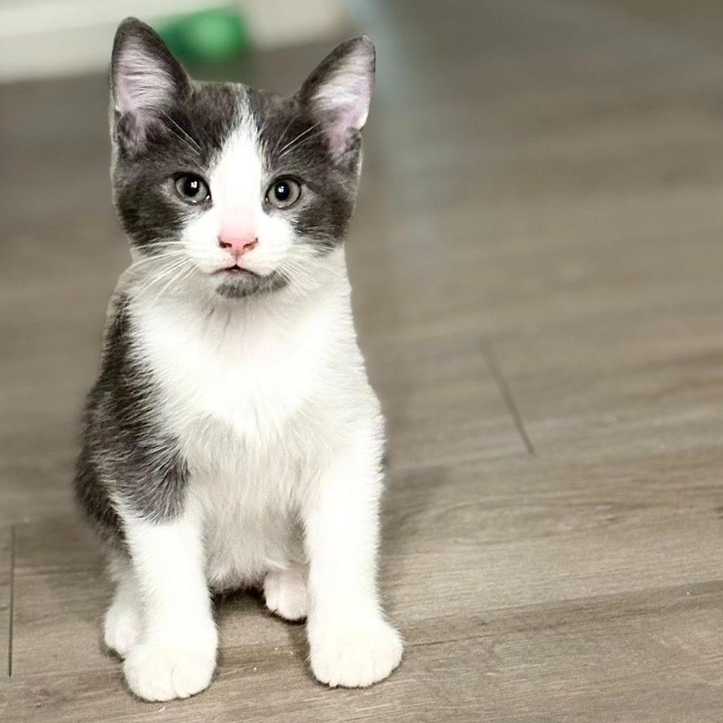 Enlarge Malachite, a ADOPTABLE Domestic Short Hair in Queen Creek, AZ image 2/3