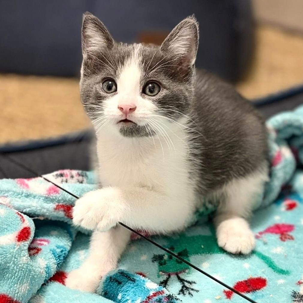 Enlarge Malachite, a ADOPTABLE Domestic Short Hair in Queen Creek, AZ image 1/3