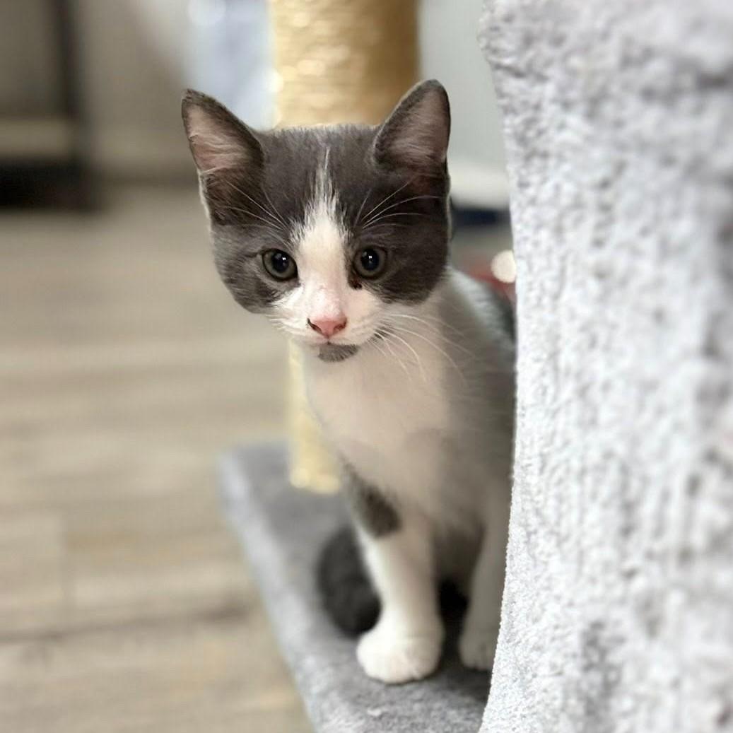 Enlarge Malachite, a ADOPTABLE Domestic Short Hair in Queen Creek, AZ image 3/3