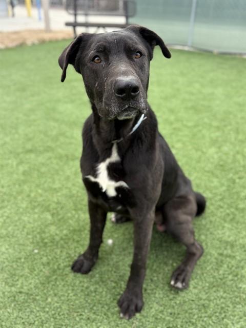 MIDNIGHT, Adoptable, Adult Male Black Mouth Cur & Labrador Retriever.