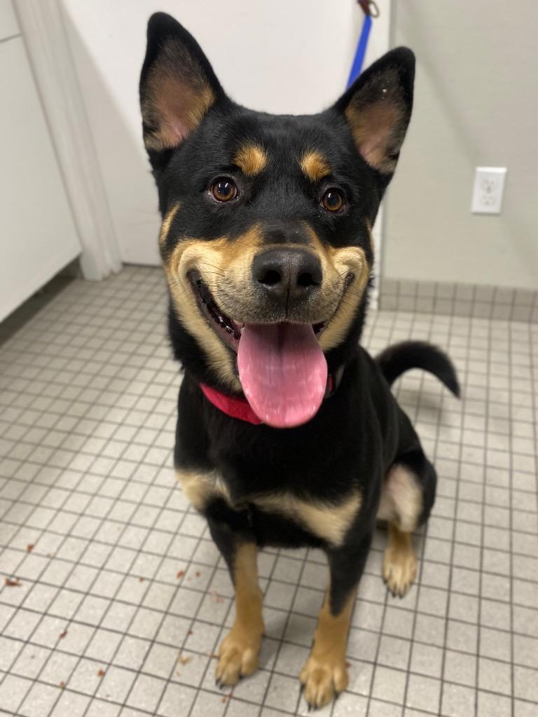 Enlarge Icarus, a Adoptable mixed breed in Fall River, MA image 1/5