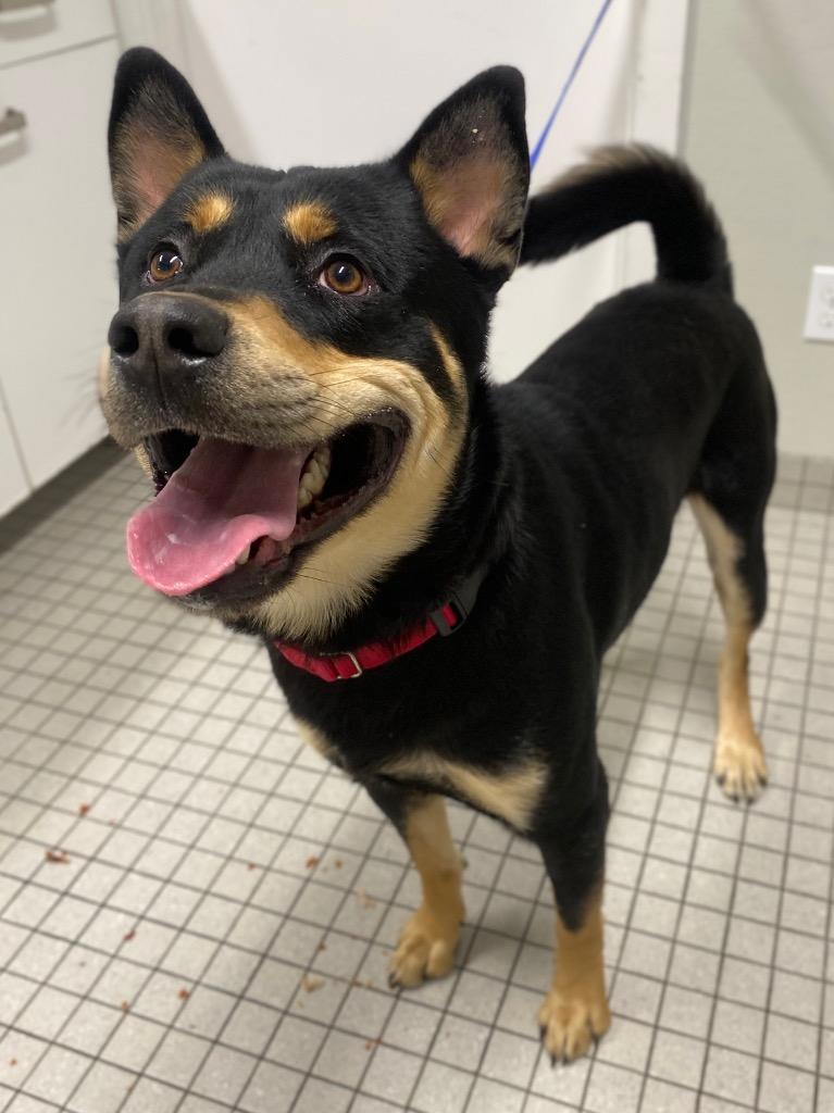 Enlarge Icarus, a Adoptable mixed breed in Fall River, MA image 2/5