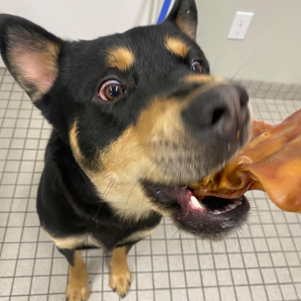 Enlarge Icarus, a Adoptable mixed breed in Fall River, MA image 3/5