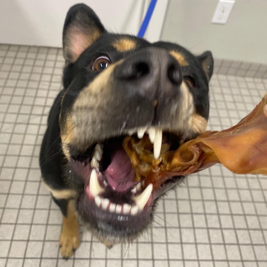 Enlarge Icarus, a Adoptable mixed breed in Fall River, MA image 5/5