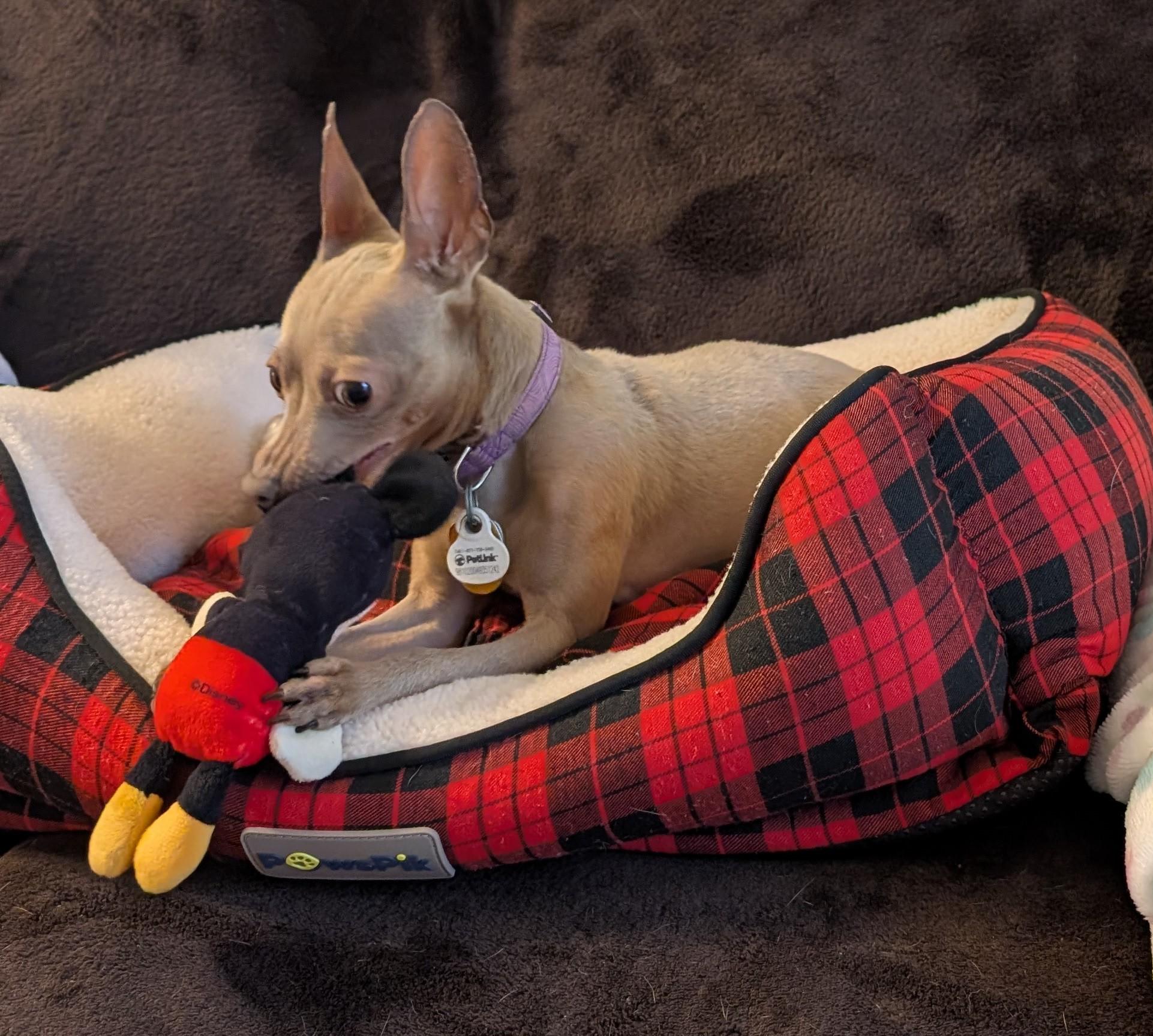Enlarge Primrose (Rosie), a ADOPTABLE Miniature Pinscher in Duluth, GA image 3/4