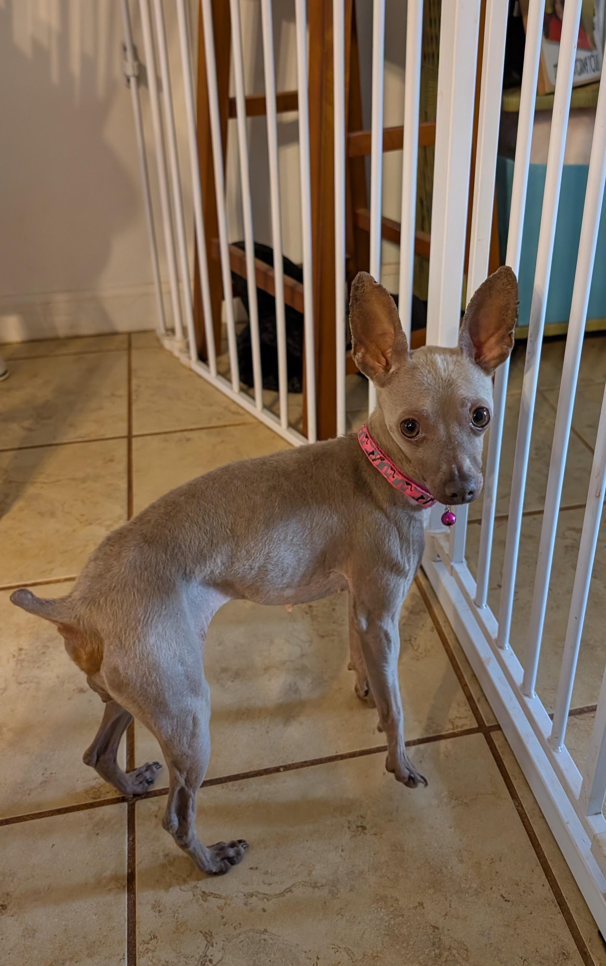 Enlarge Primrose (Rosie), a ADOPTABLE Miniature Pinscher in Duluth, GA image 2/3