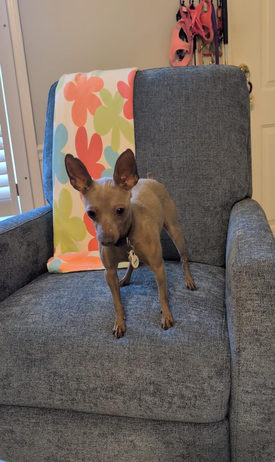 Primrose (Rosie), ADOPTABLE, Young Female Miniature Pinscher.
