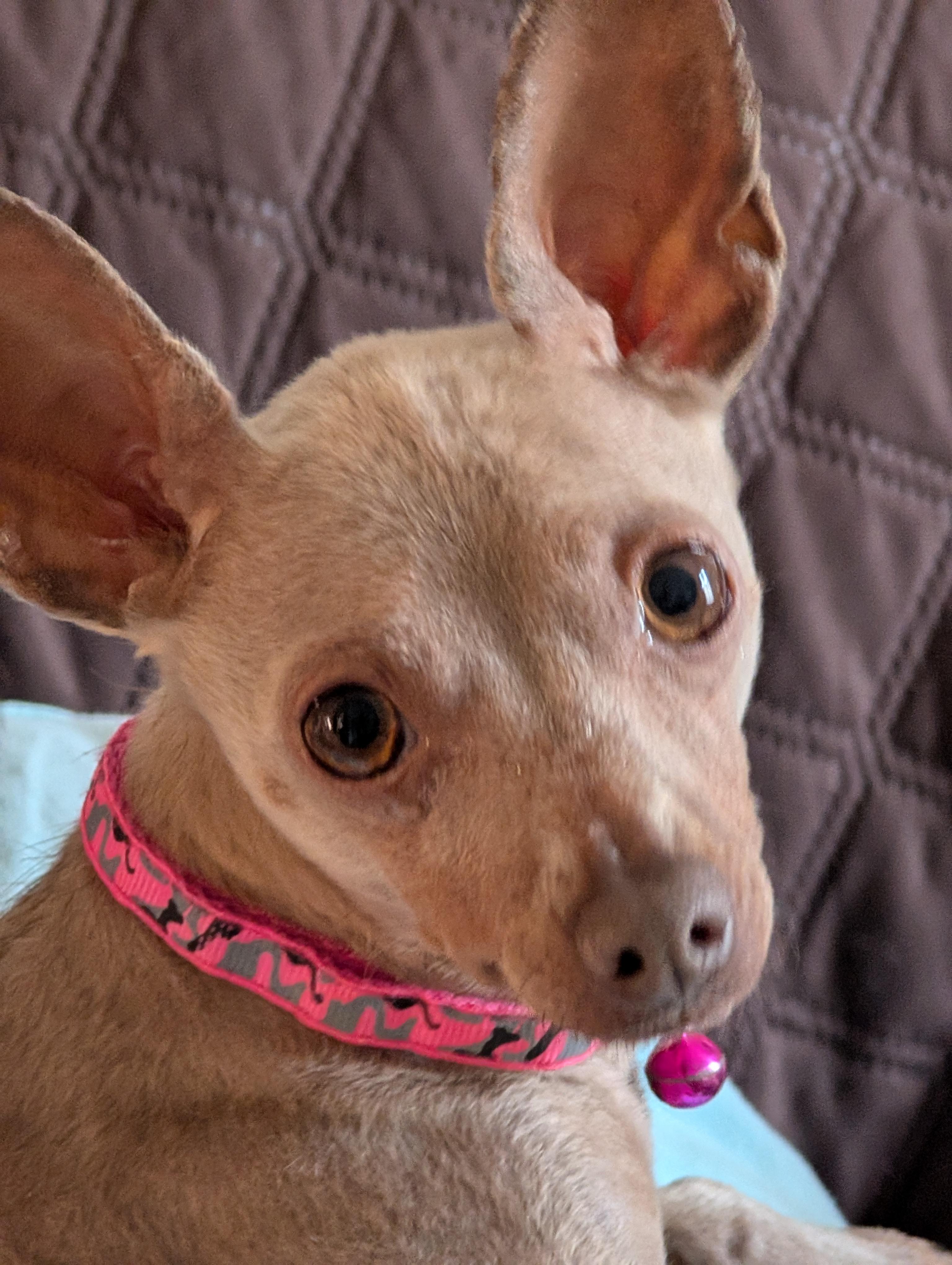 Primrose (Rosie), ADOPTABLE, Young Female Miniature Pinscher.