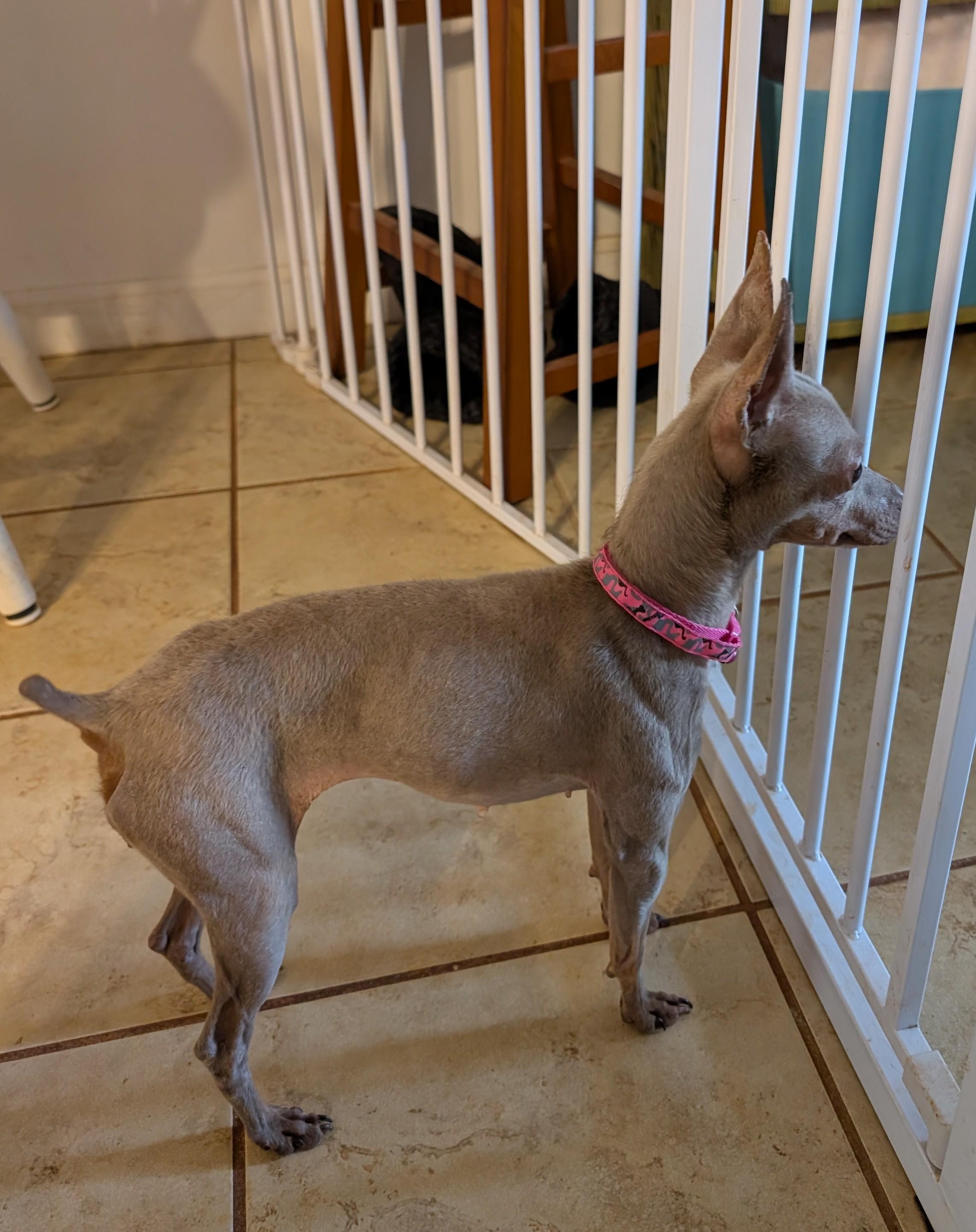 Enlarge Primrose (Rosie), a ADOPTABLE Miniature Pinscher in Duluth, GA image 3/3