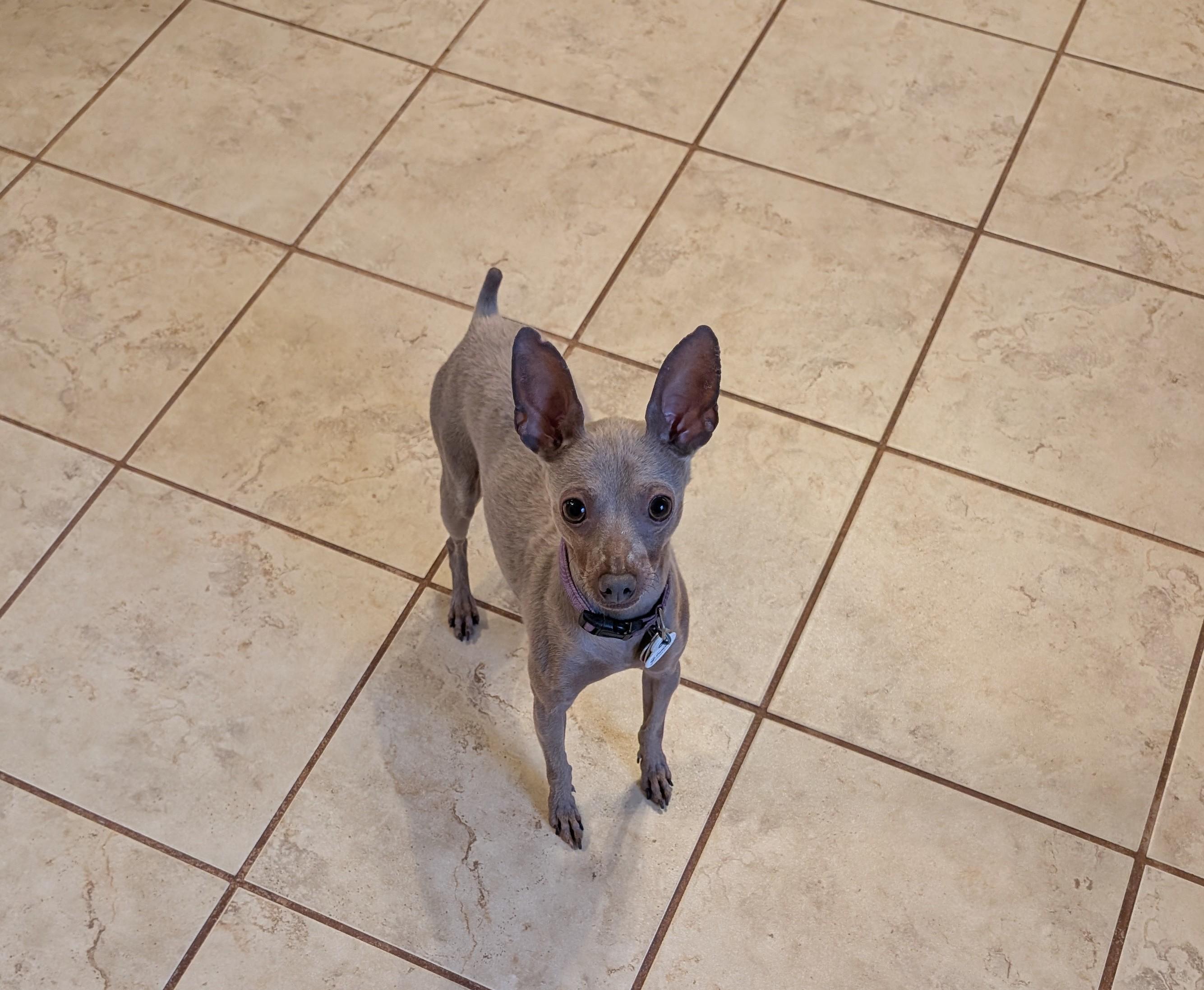 Enlarge Primrose (Rosie), a ADOPTABLE Miniature Pinscher in Duluth, GA image 2/4