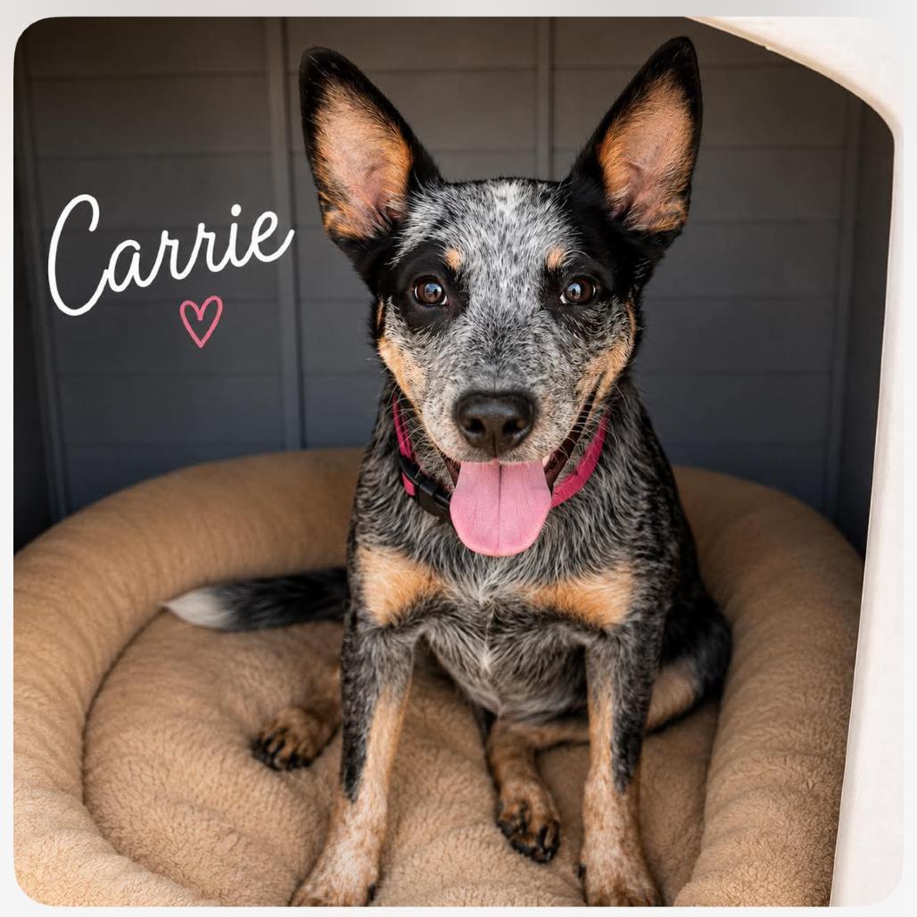 Enlarge Carrie, a Adoptable Australian Cattle Dog / Blue Heeler in Phoenix, AZ image 1/1