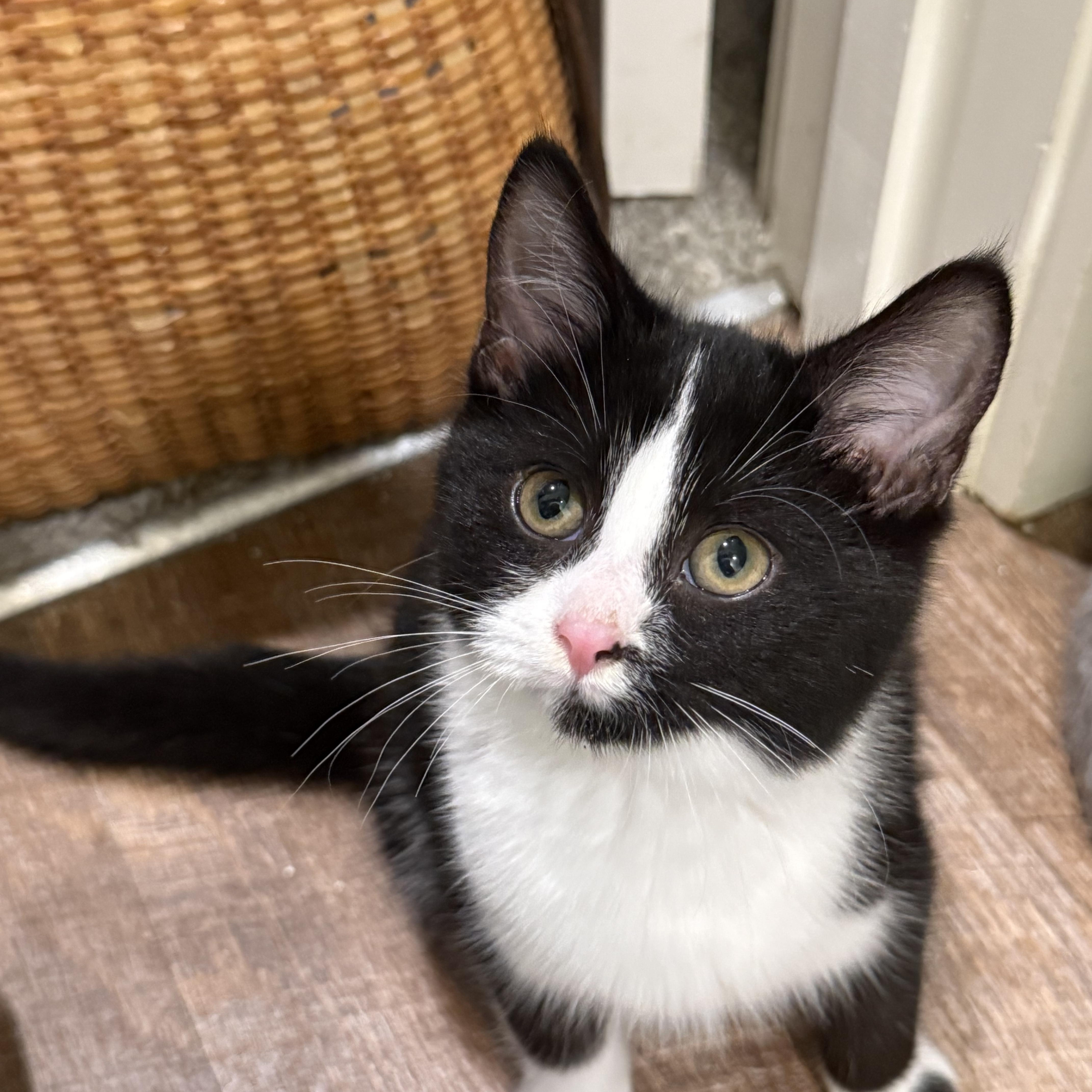 April, Adoptable, Kitten Female Domestic Short Hair.