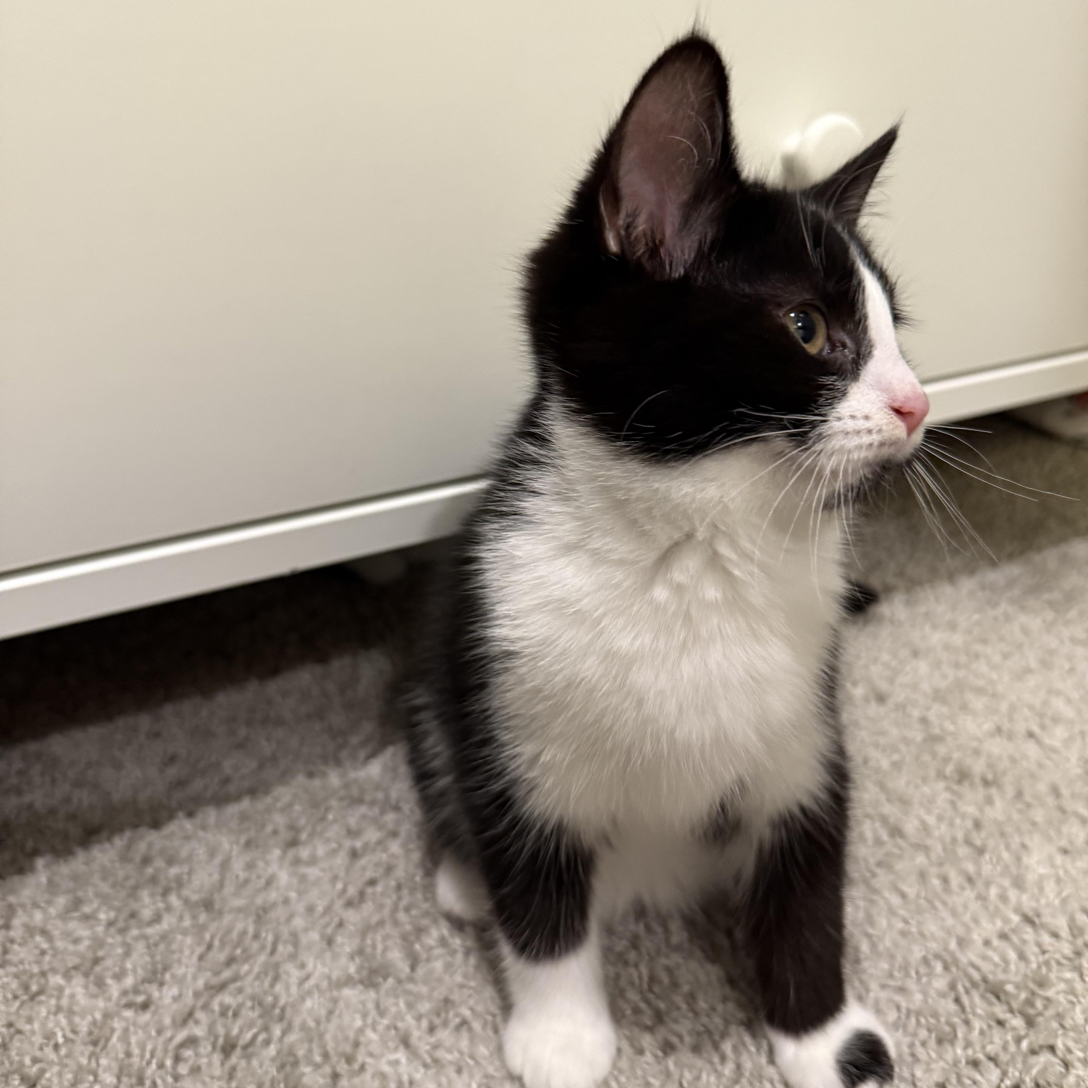 Enlarge April, a Adoptable Domestic Short Hair in Charlotte, NC image 3/5