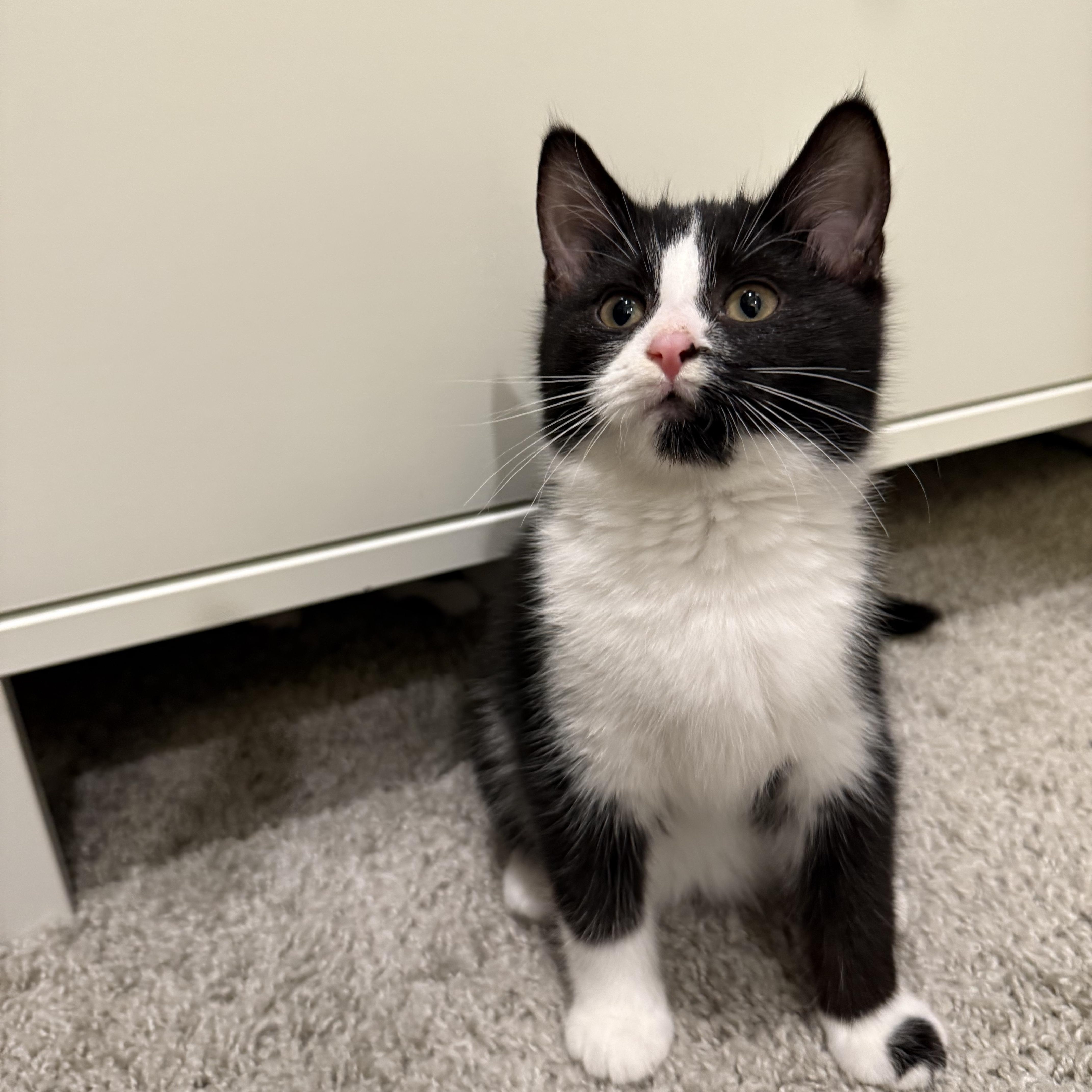 Enlarge April, a Adoptable Domestic Short Hair in Charlotte, NC image 4/5