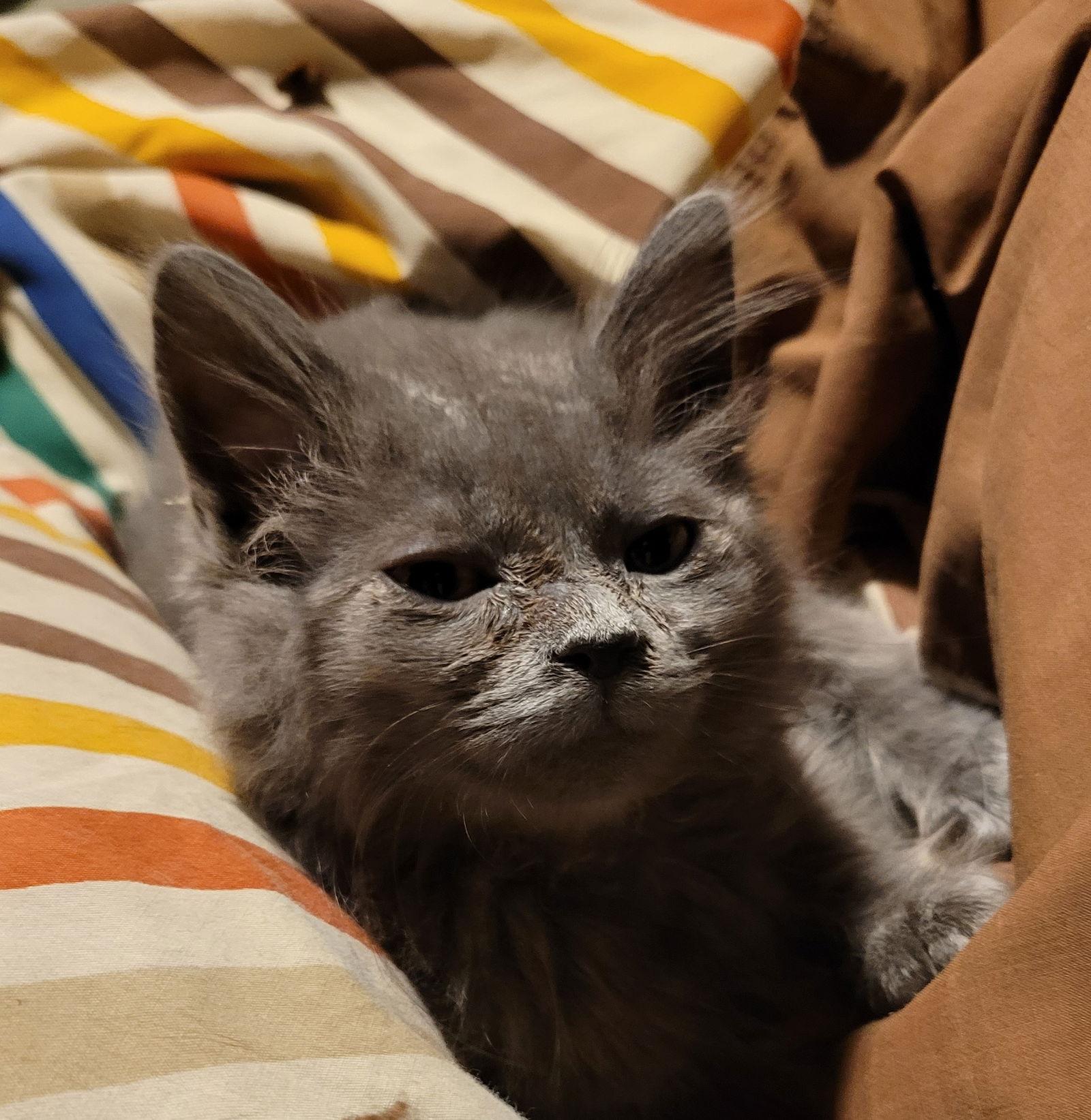 Bliss, Adoptable, Young Female Domestic Medium Hair.