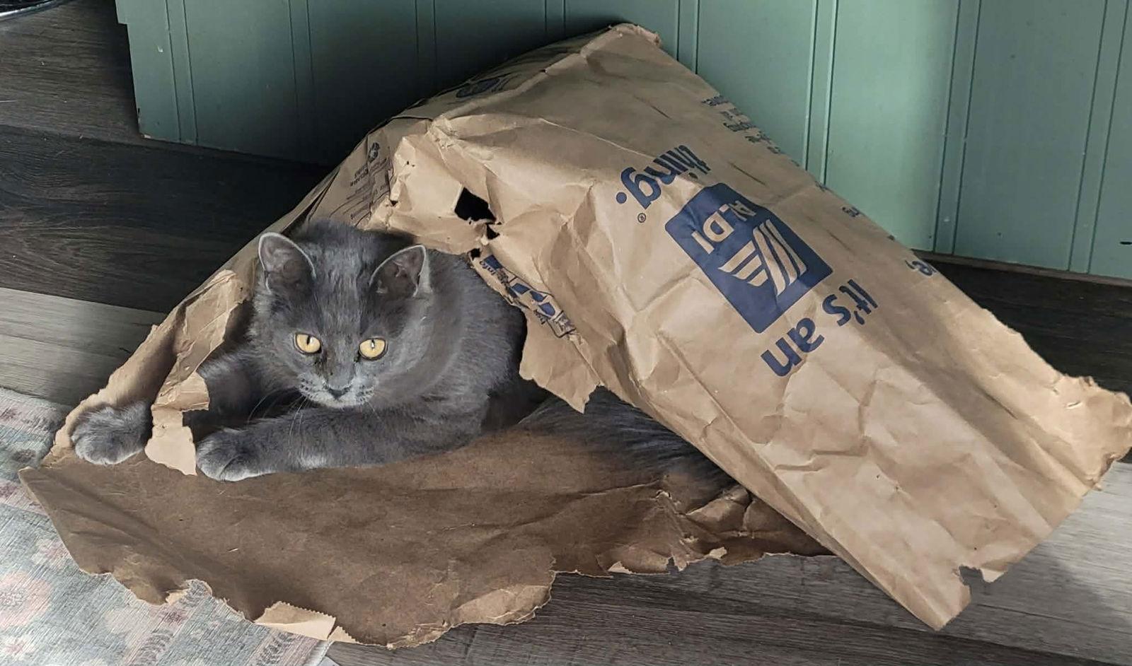 Enlarge Bliss, a Adoptable Domestic Medium Hair in Detroit Lakes, MN image 1/3