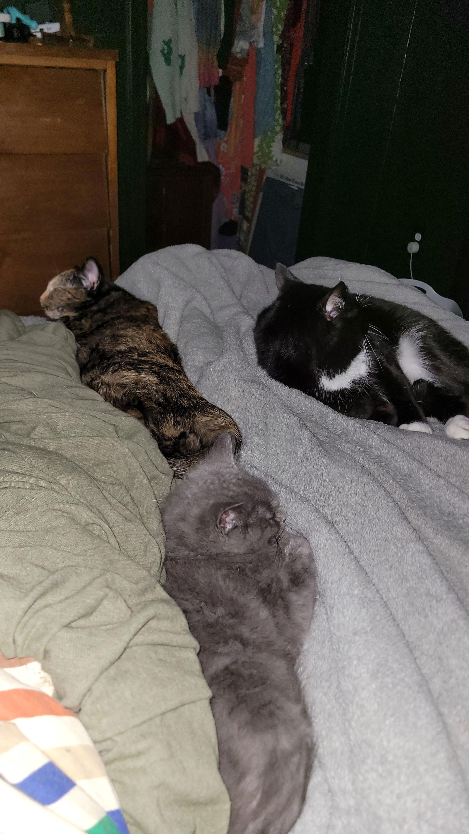 Enlarge Bliss, a Adoptable Domestic Medium Hair in Detroit Lakes, MN image 2/3