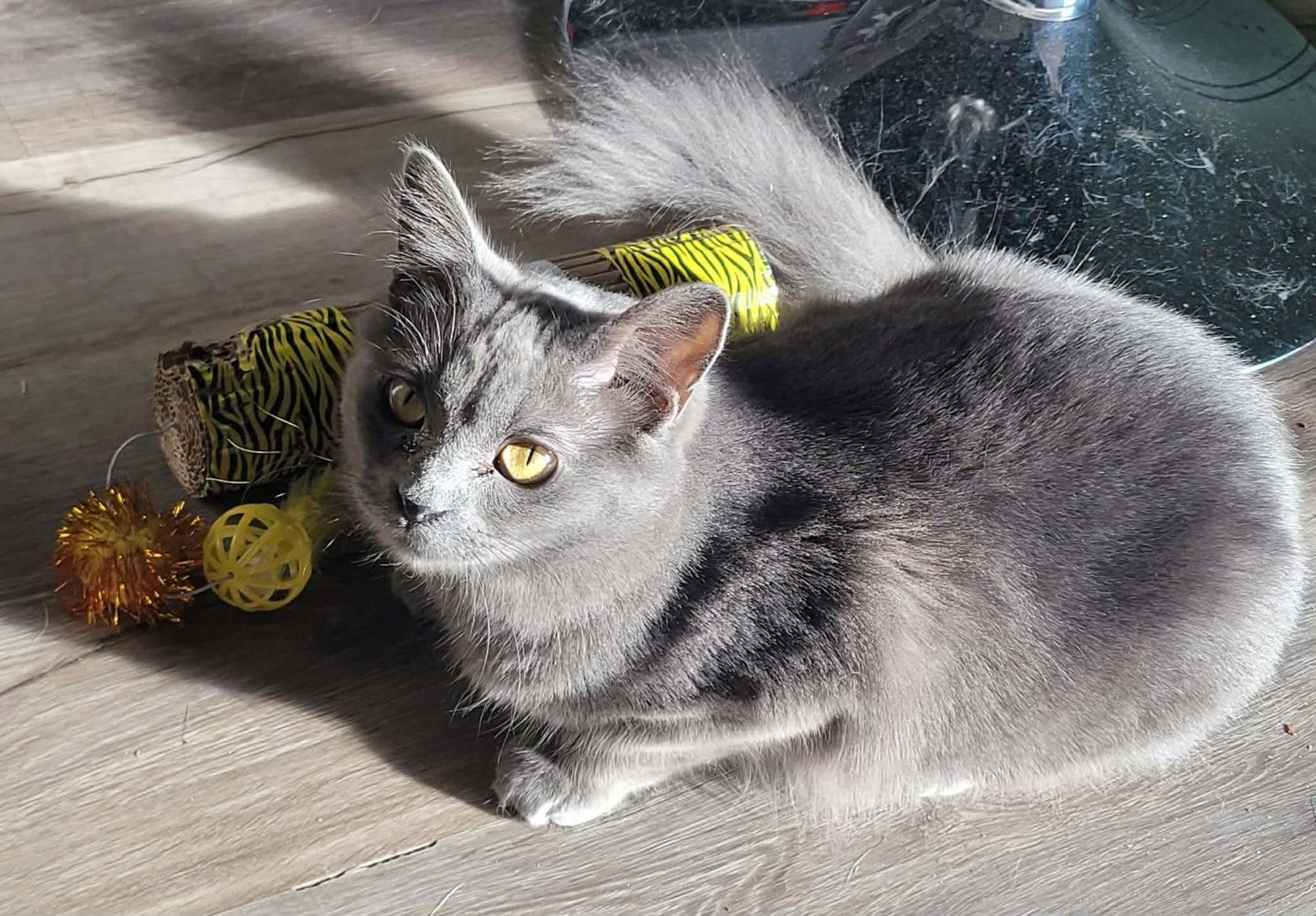 Enlarge Bliss, a Adoptable Domestic Medium Hair in Detroit Lakes, MN image 2/3