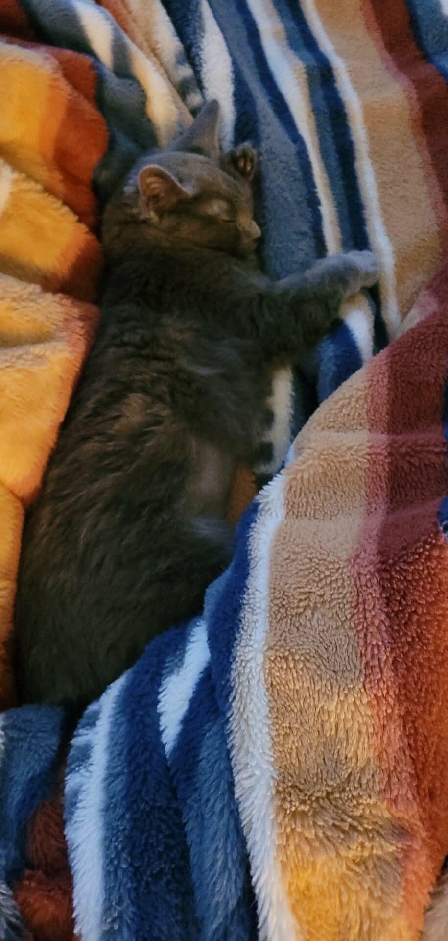 Enlarge Bliss, a Adoptable Domestic Medium Hair in Detroit Lakes, MN image 3/3