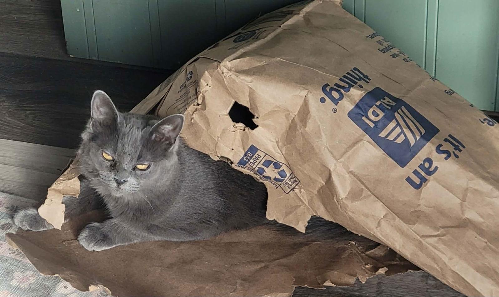 Enlarge Bliss, a Adoptable Domestic Medium Hair in Detroit Lakes, MN image 3/3