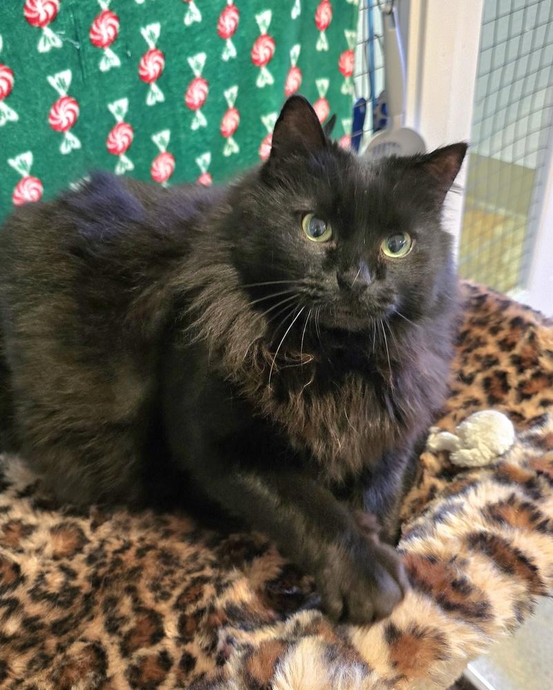 Missy, Adoptable, Adult Female Domestic Medium Hair.