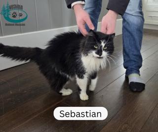 Enlarge Sebastian!, a ADOPTABLE Domestic Long Hair in Huntsville, ON image 2/5