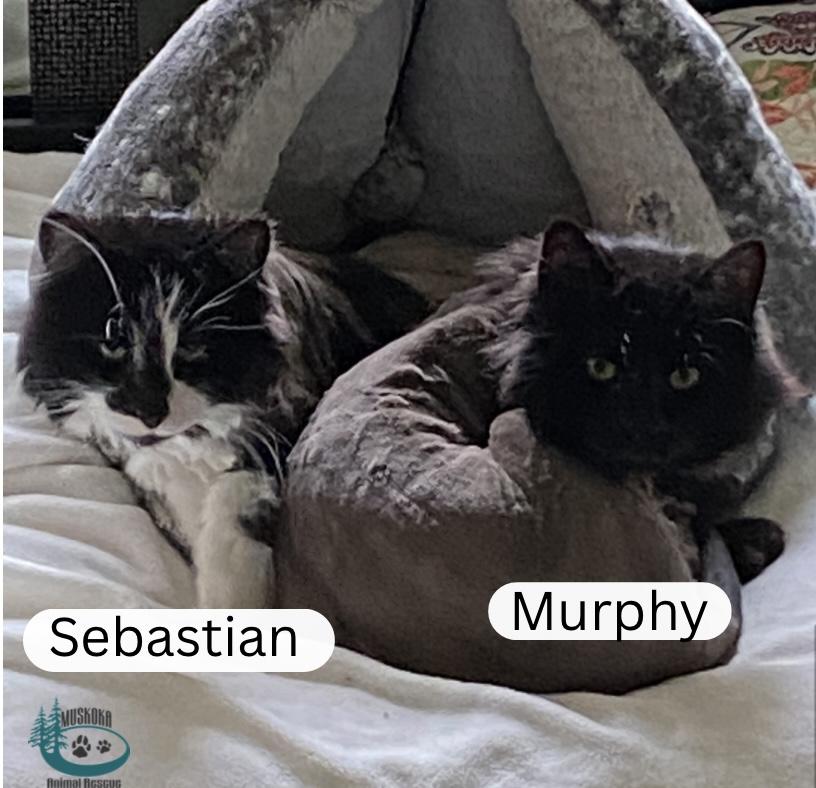 Sebastian!, ADOPTABLE, Adult Male Domestic Long Hair.