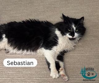 Enlarge Sebastian!, a ADOPTABLE Domestic Long Hair in Huntsville, ON image 3/5
