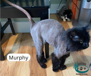 Enlarge Sebastian!, a ADOPTABLE Domestic Long Hair in Huntsville, ON image 4/5