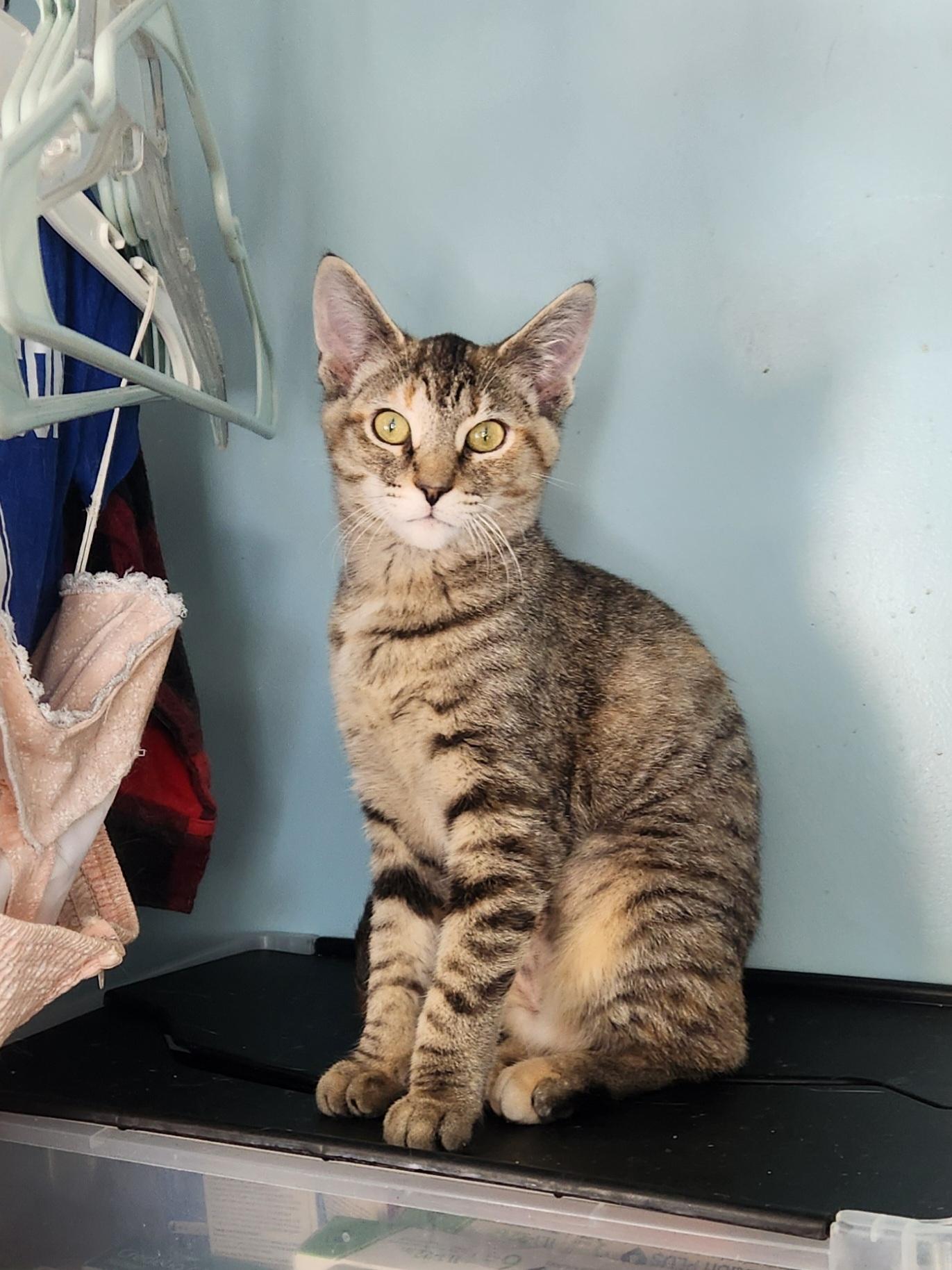 Enlarge Joan Jett (JJ) - Bonded w/ Jimi Hendrix, a ADOPTABLE Domestic Short Hair in Clawson, MI image 2/2