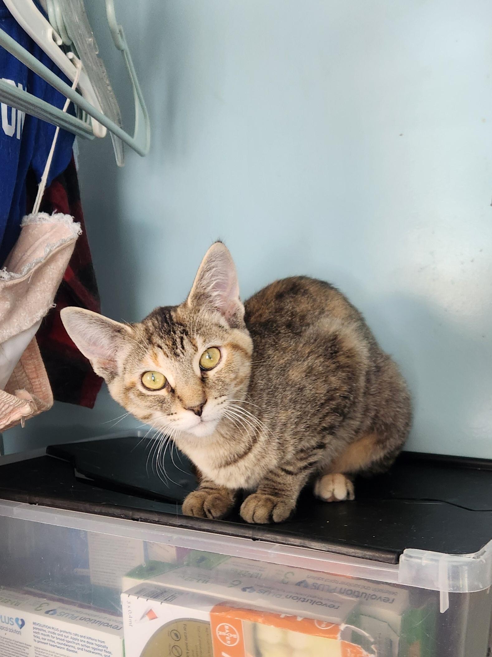 Enlarge Joan Jett (JJ) - Bonded w/ Jimi Hendrix, a ADOPTABLE Domestic Short Hair in Clawson, MI image 1/2