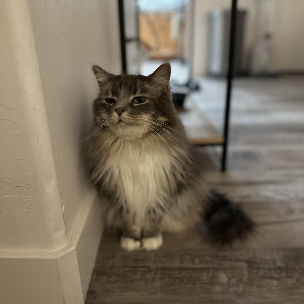 Enlarge Tokii, a Adoptable Domestic Long Hair in Las Vegas, NV image 1/6