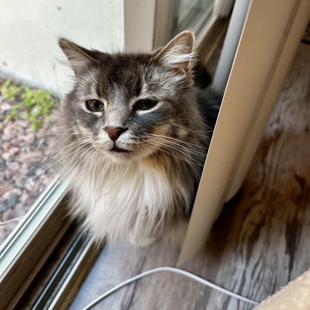 Tokii, Adoptable, Adult Male Domestic Long Hair.