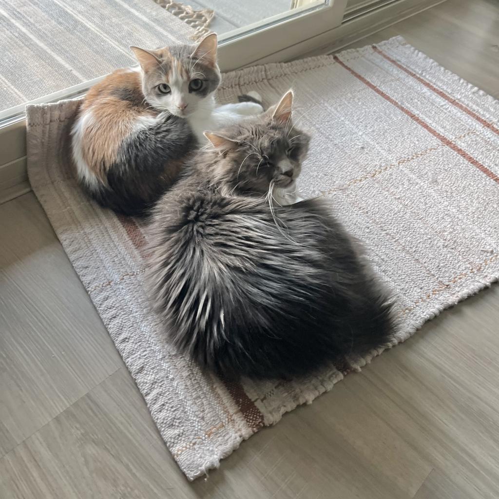 Enlarge Tokii, a Adoptable Domestic Long Hair in Las Vegas, NV image 3/6