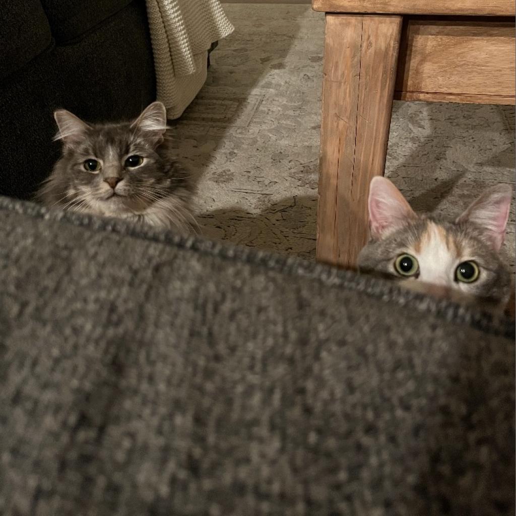 Enlarge Tokii, a Adoptable Domestic Long Hair in Las Vegas, NV image 4/6