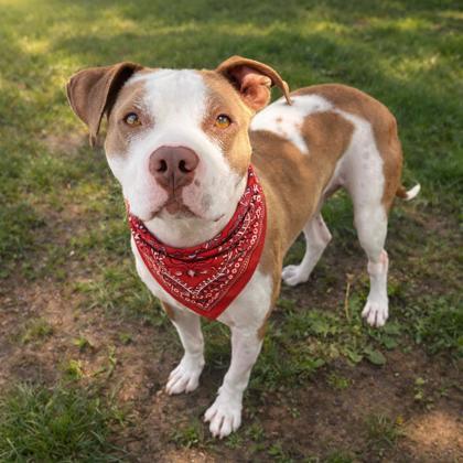 Teddy, Adoptable, Adult Male Mixed Breed & Mixed Breed.