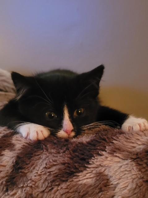 Enlarge Tidbit, an adopted Domestic Short Hair in Warren, OH image 3/3